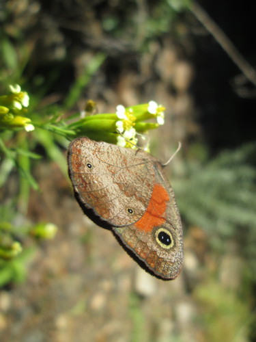 Rainforest Brown