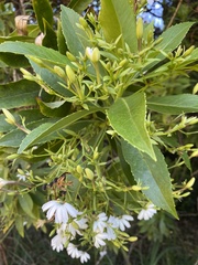 Scaevola kilaueae