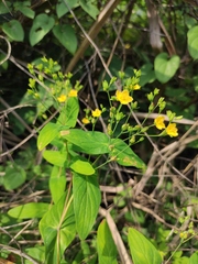 Hypericum sampsonii