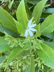 Scaevola kilaueae