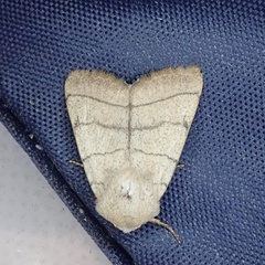 Charanyca trigrammica