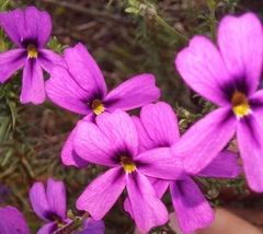 Jamesbrittenia tenuifolia