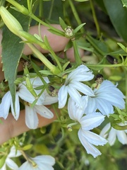 Scaevola kilaueae