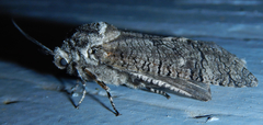 Cossinae