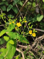 Hypericum sampsonii