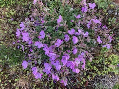 Erodium paularense