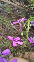 Jamesbrittenia tenuifolia