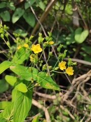 Hypericum sampsonii