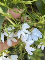 Scaevola kilaueae