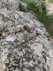Erodium paularense