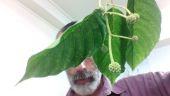 Camptotheca acuminata