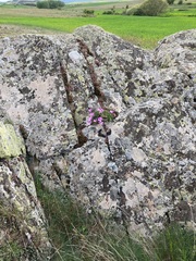 Erodium paularense