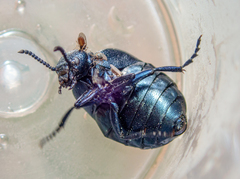 Meloe brevicollis