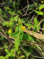 Hypericum sampsonii