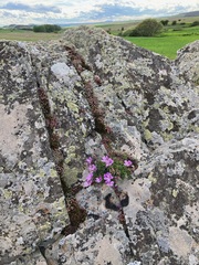 Erodium paularense