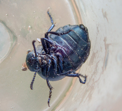 Meloe brevicollis