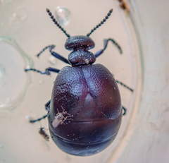 Meloe brevicollis