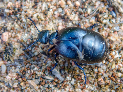 Meloe brevicollis