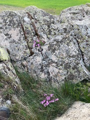 Erodium paularense