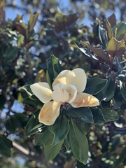 Magnolia