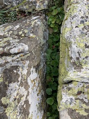 Erodium paularense