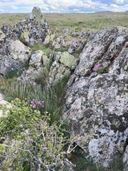 Erodium paularense