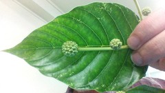 Camptotheca acuminata