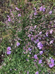 Erodium paularense