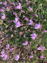 Erodium paularense