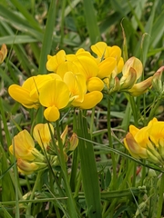 Lotus corniculatus