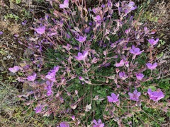 Erodium paularense
