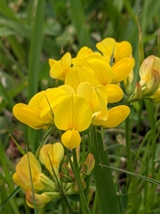 Lotus corniculatus