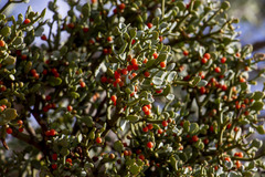 Viscum rotundifolium