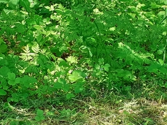 Fragaria vesca
