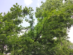 Prunus salicina
