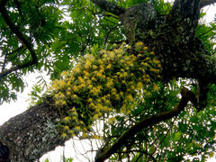 Bulbophyllum vaginatum