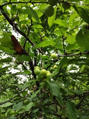 Prunus salicina