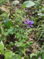 Delphinium anthriscifolium
