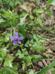 Delphinium anthriscifolium