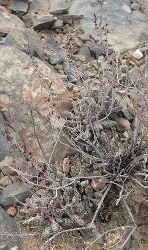 Adromischus cooperi