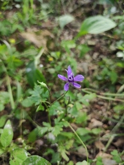 Delphinium anthriscifolium