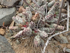 Adromischus cooperi