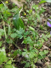 Delphinium anthriscifolium