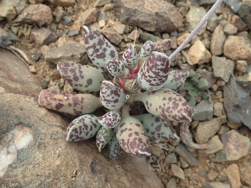 Adromischus cooperi, Darlington Dam, Western District, South Africa