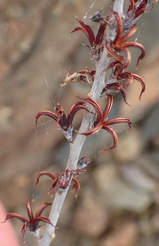 Adromischus cooperi