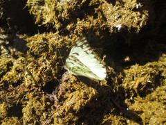 Belenois gidica abyssinica