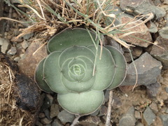 Crassula hemisphaerica