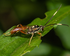 Cratichneumon w-album