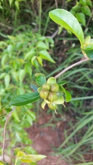 Tetracera