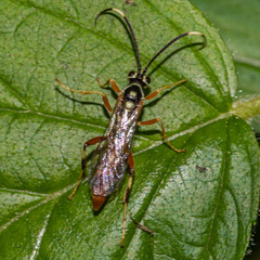Cratichneumon w-album